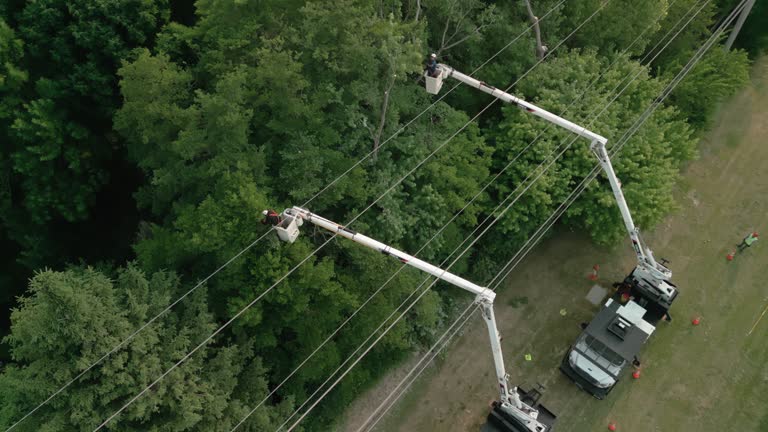 Best Storm Damage Tree Cleanup  in West Livingston, TX