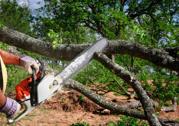 Mulching Services in West Livingston, TX